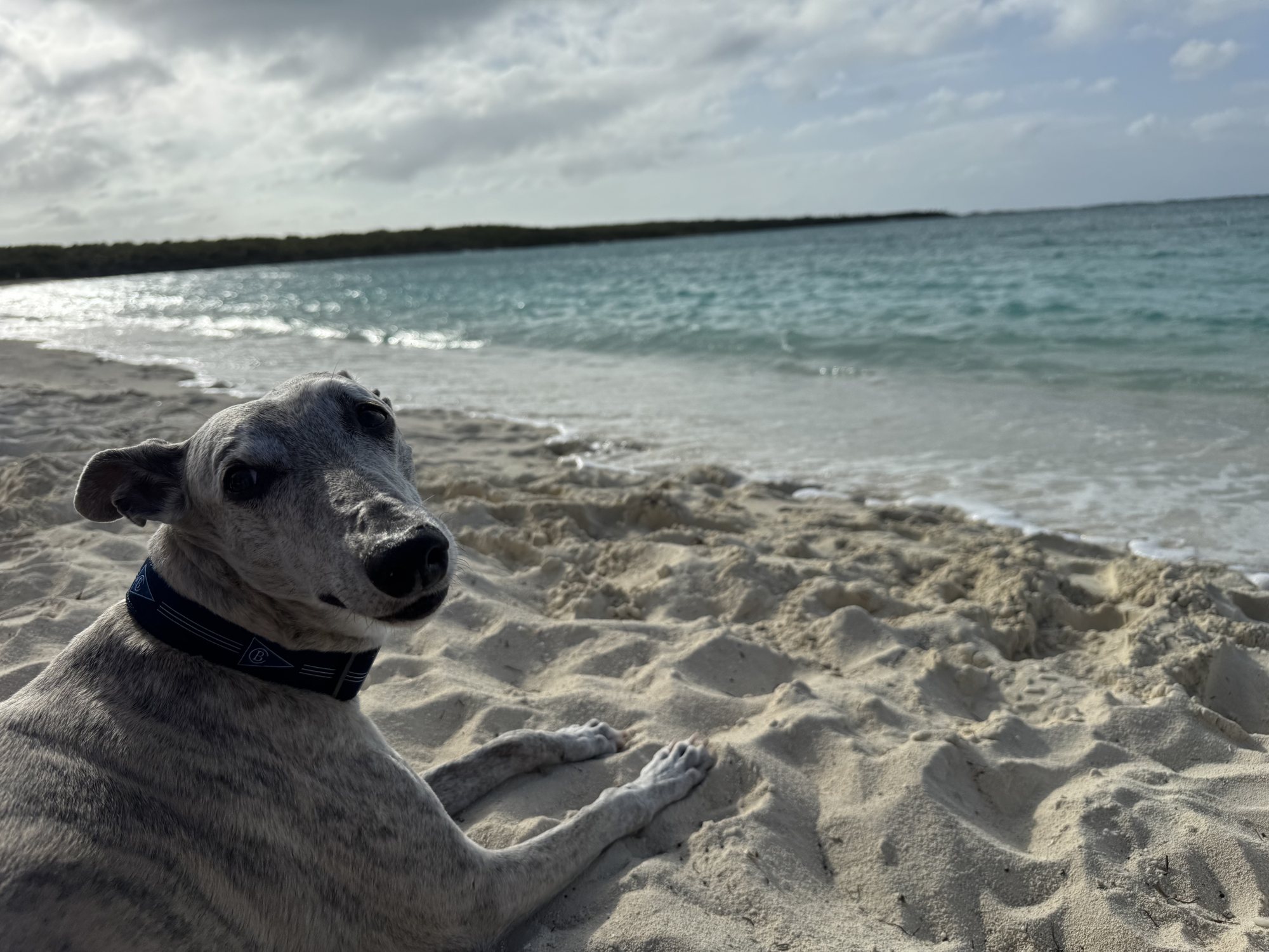 Pogo, Nate's dog, lying in the sand at the water's edge